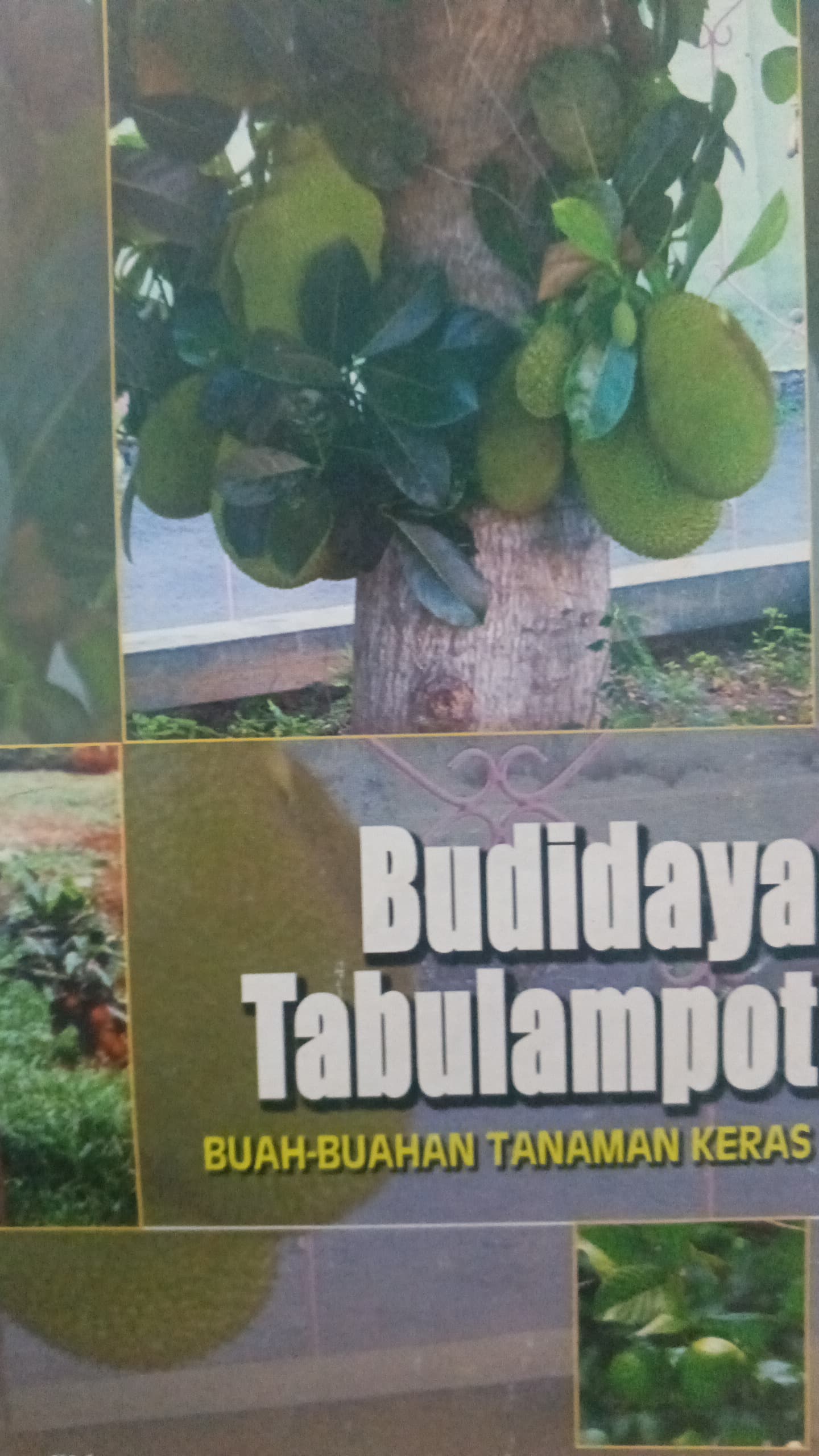 Budidaya Tabulampot Buah-buahan Tanaman Keras