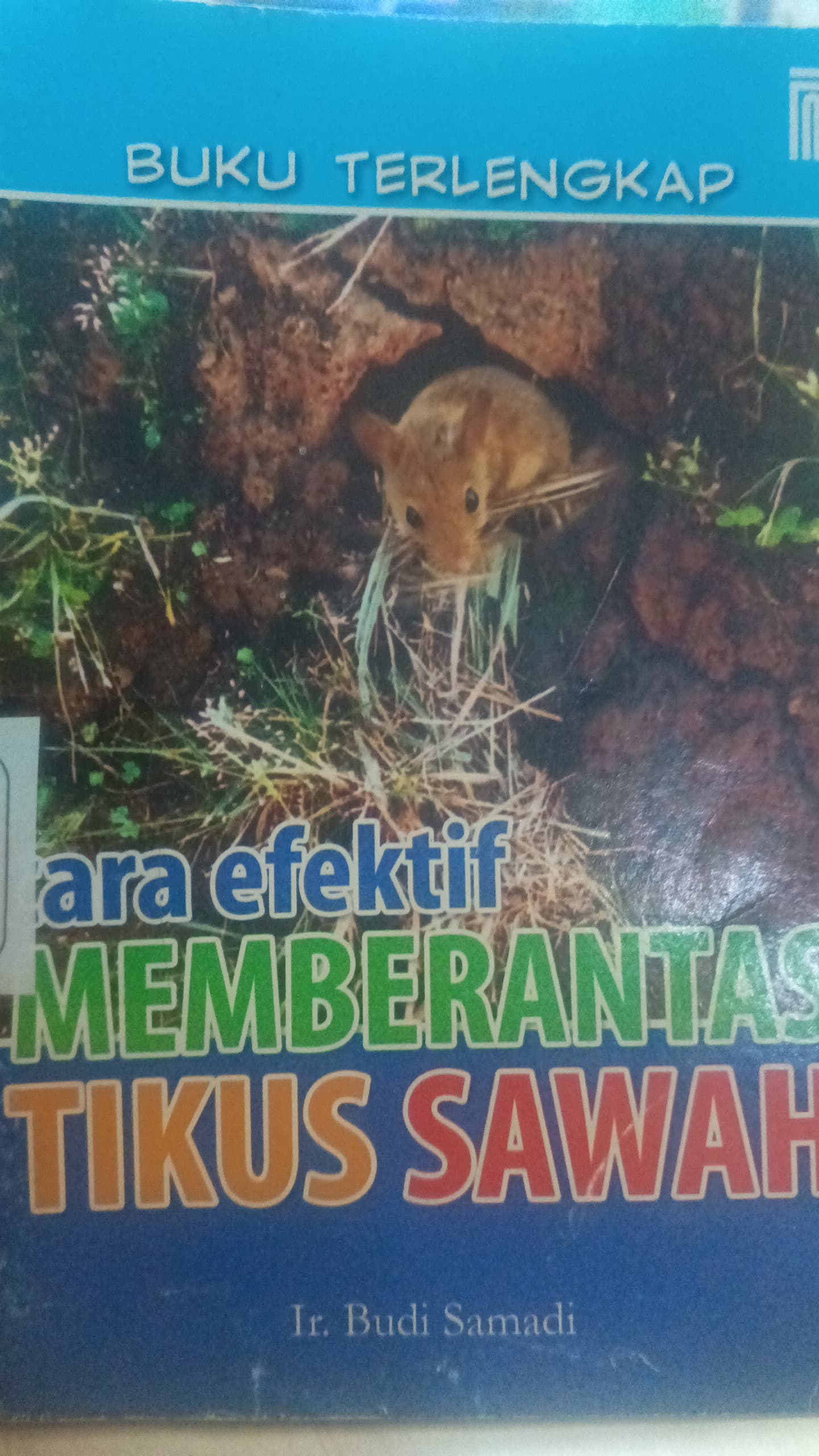 Cara Efektif Memberantas Tikus Sawah